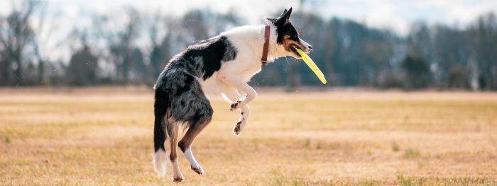 Hitzetipps für Haustiere