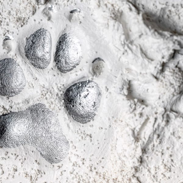 Tier im Urlaub verstorben