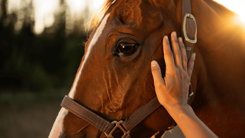 Nahaufnahme eines kastanienbraunen Pferdekopfes mit einfachem Lederhalfter, dessen Maul sanft von einer menschlichen Hand im warmen Licht der Abendsonne gestreichelt wird