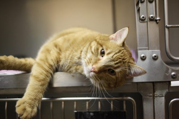 Tierversicherung. Eine orange Katze liegt entspannt in einer Aufbewahrungszelle bei einem Tierarzt