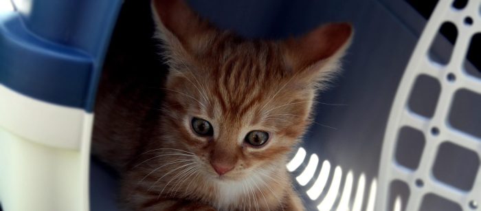 Stress bei Tieren. Kleine orange Katze ist ganz nervös in einer Transportbox für Katzen