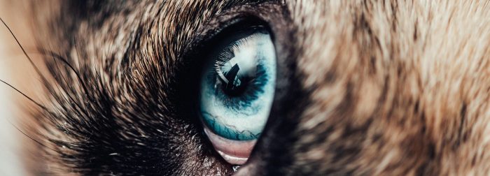 Tierversicherung. Eine sehr nahe Detailaufnahme eines blauen Auges von einem Hund