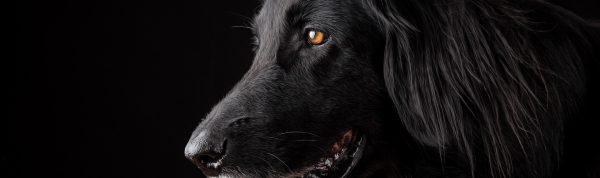 hundebestattung