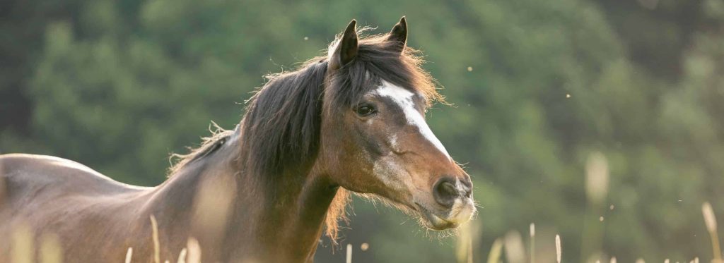 therapiepferd felicitas