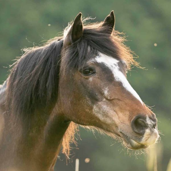 therapiepferd felicitas