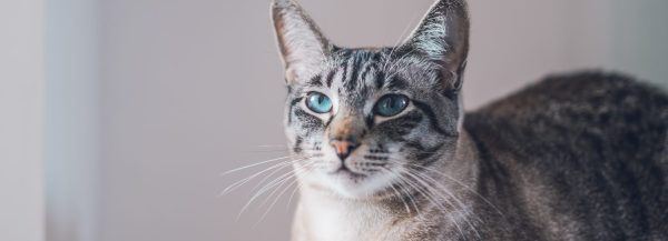 katze blog