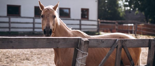 pferd am hof