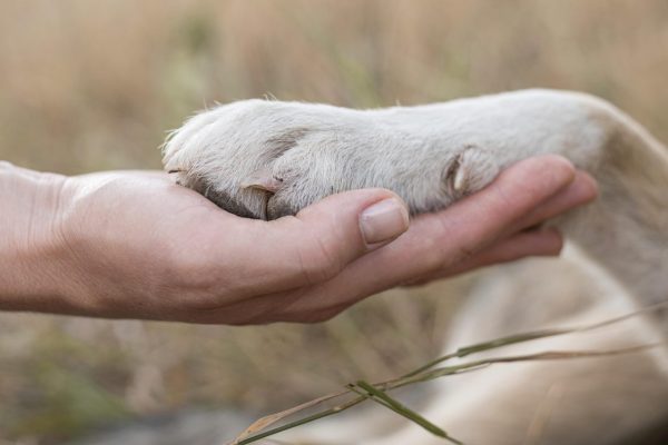 holding paw