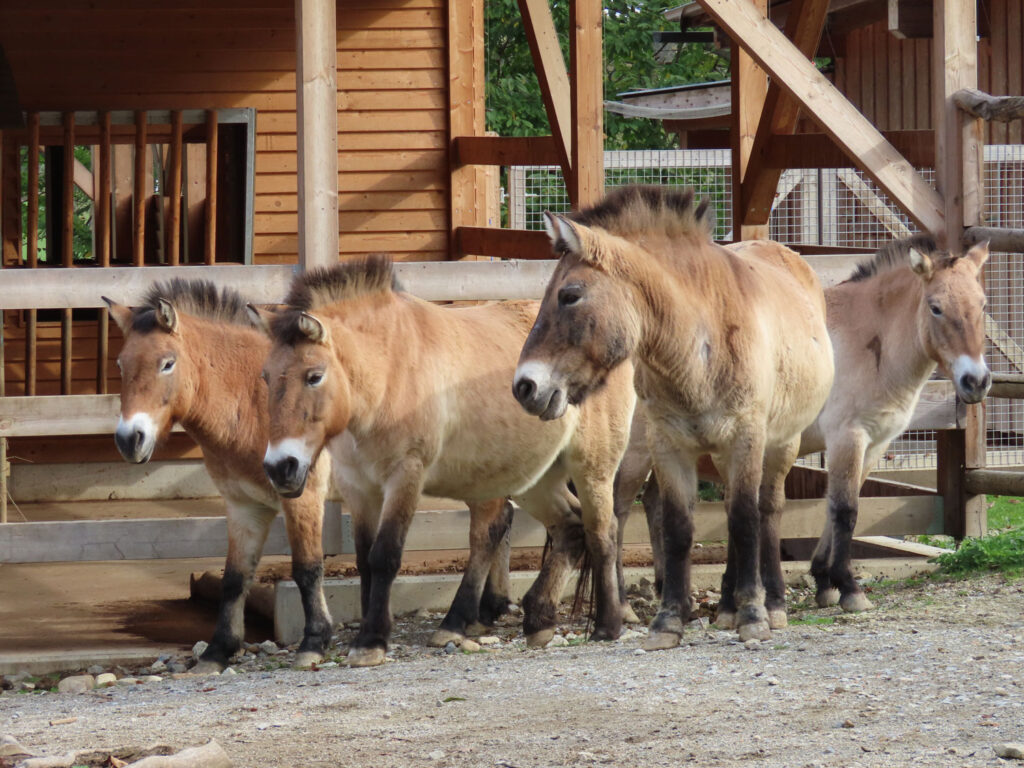 Gruppe Przewalski-Wildpferd
