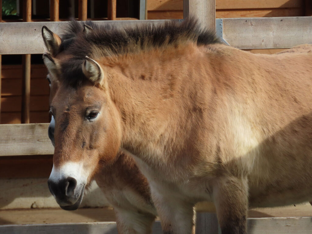 Przewalski-Wildpferd