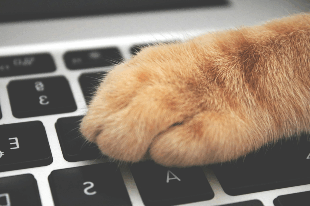 Katze bedient Laptop