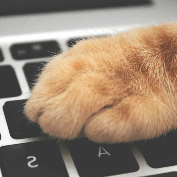 Katze bedient Laptop