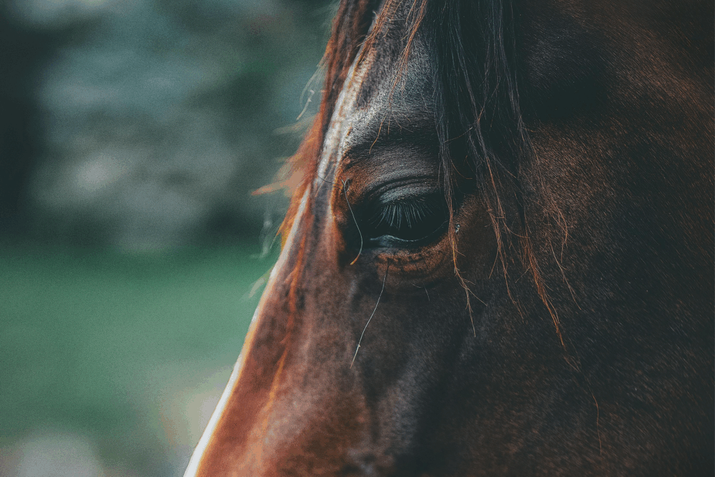 Closeup Gesicht Pferd