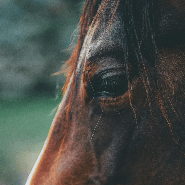 Closeup Gesicht Pferd