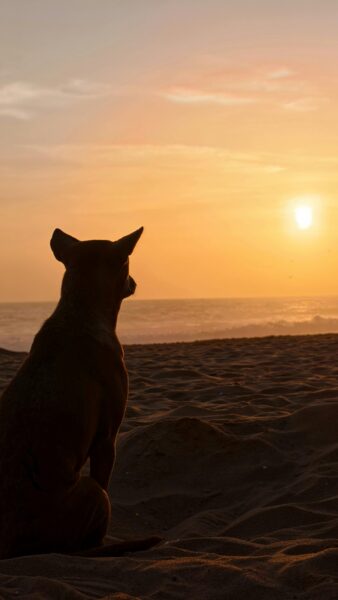 Hund blickt in Sonnenuntergang