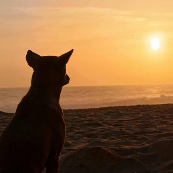 Hund blickt in Sonnenuntergang