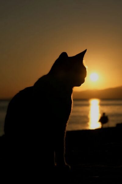 Katze vor Sonnenuntergang