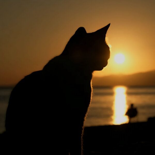 Katze vor Sonnenuntergang