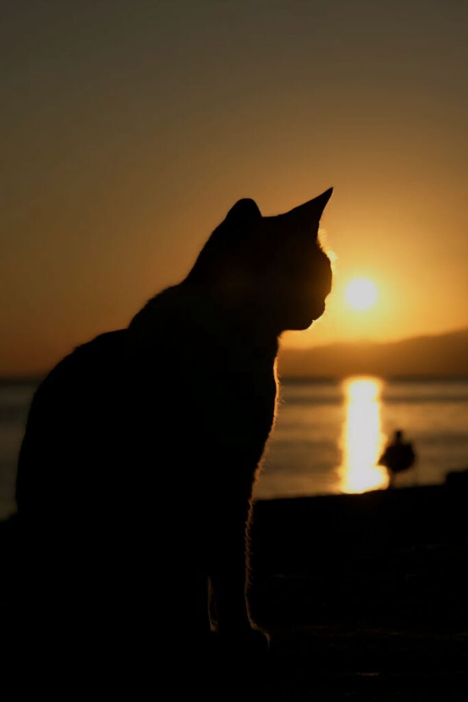 Katze vor Sonnenuntergang