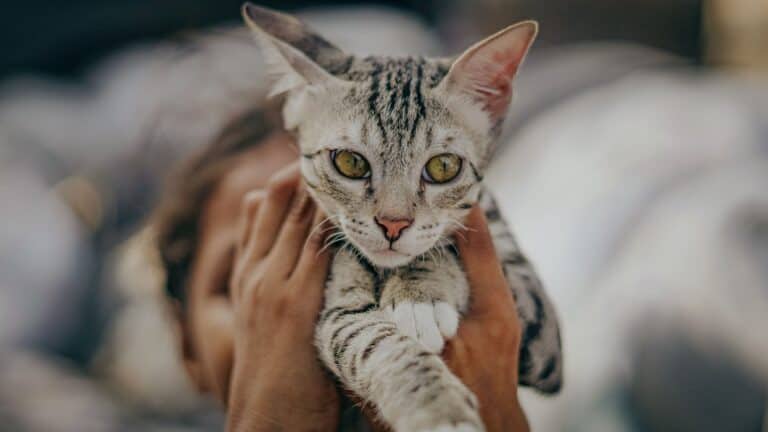 graue Katze