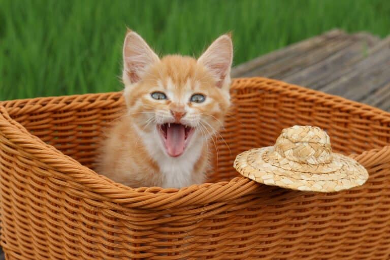 Katze mit Strohhut