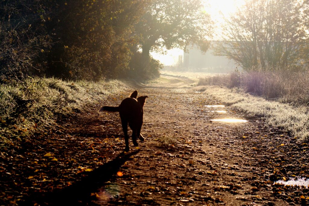 Hund im Wald