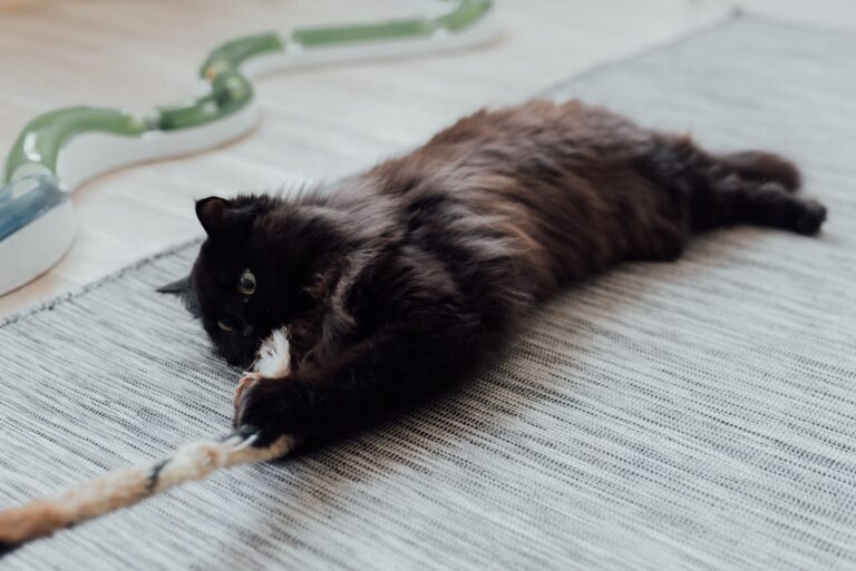 schwarze Katze spielt