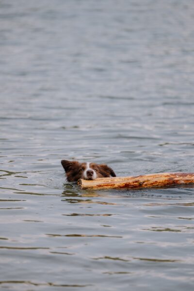 Hund im Wasser