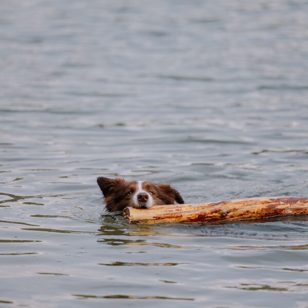 Hund im Wasser