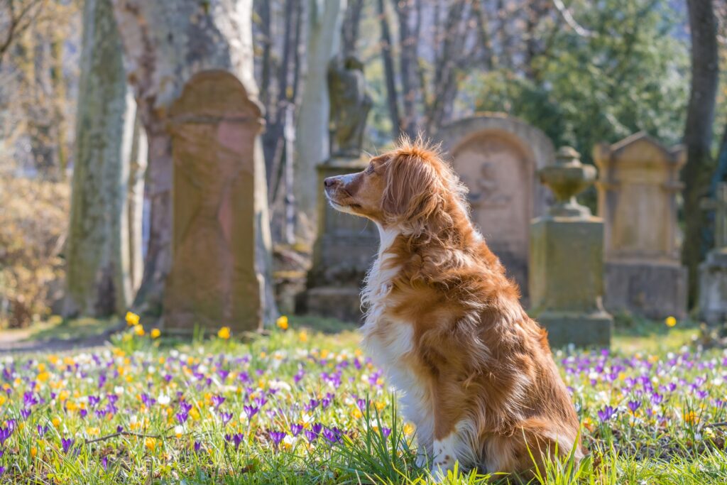 Hund im Friedhof