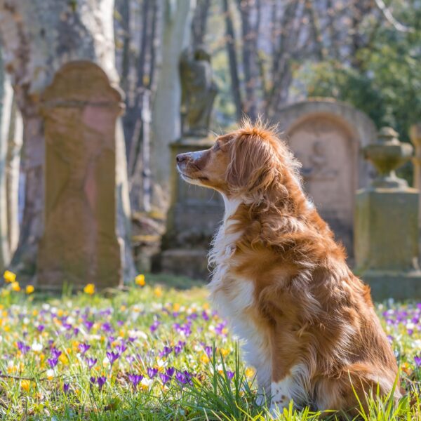 Hund im Friedhof