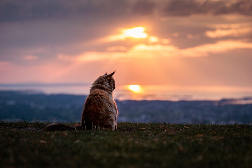 Katze im Sonnenuntergang