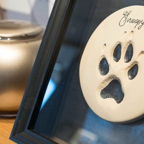 fertigung von pfotenabdruecken