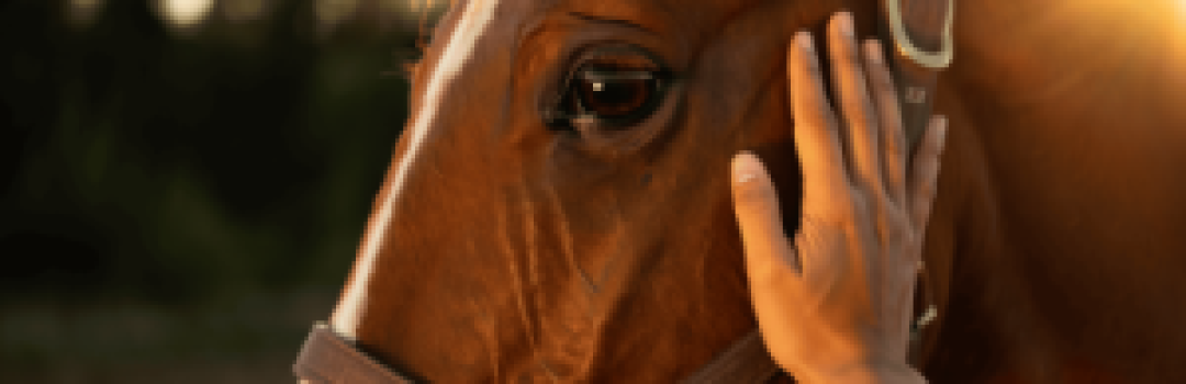 Nahaufnahme eines kastanienbraunen Pferdekopfes mit einfachem Lederhalfter, dessen Maul sanft von einer menschlichen Hand im warmen Licht der Abendsonne gestreichelt wird abdecker fuer pferde