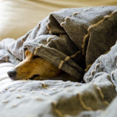 Stress bei Tieren. Hund liegt ganz ermüdet unter einer Decke