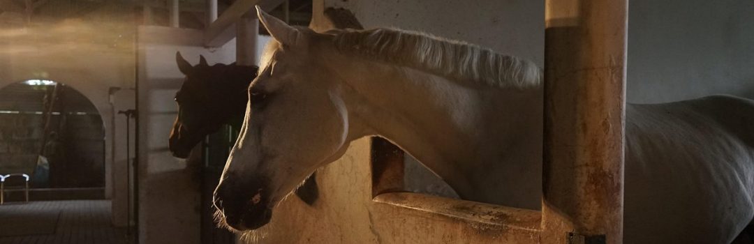 Kolik bei Pferden. Pferde in einem Stall