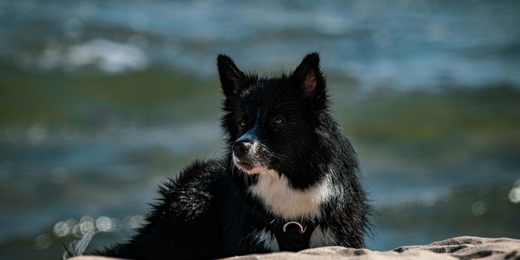 Hund am Strand