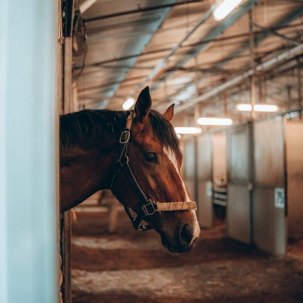 Ein braunes Pferd in seinem Stall. Auch Pferdeeinäscherungen werden von aevum durchgeführt.
