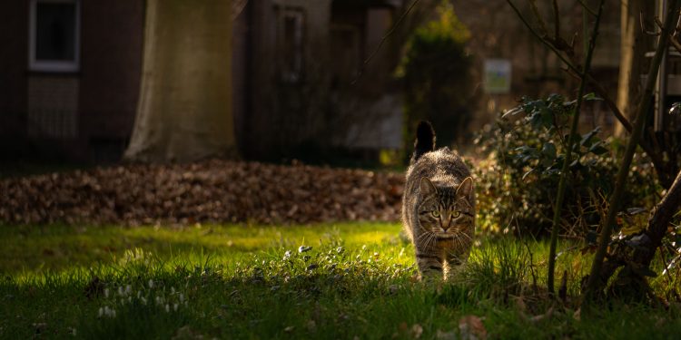 Katze im Garten