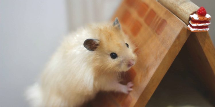 Hamster