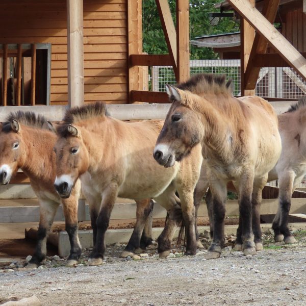 Gruppe Przewalski-Wildpferd