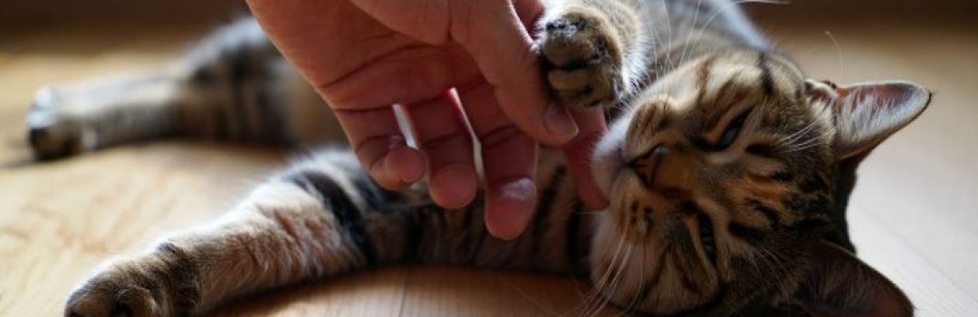 Symbolbild zum Thema Tierkörperverwertung: Nahaufnahme einer getigerten Katze, die auf dem Rücken entspannt auf dem Boden liegt, während eine menschliche Hand sanft ihre Pfote berührt.