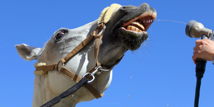 ykaiavu-horse-3346055